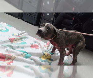 American Pit Bull Terrier-Unknown Mix Dogs for adoption in Palmetto, FL, USA