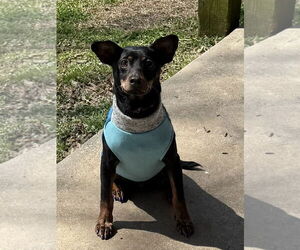 Miniature Pinscher Dogs for adoption in Mooresville, NC, USA