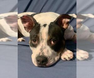 Rottweiler-American Pit Bull Terrier Dogs for adoption in Lexington, SC, USA