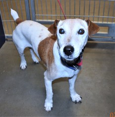 Jack Russell Terrier Dogs for adoption in San Jacinto, CA, USA