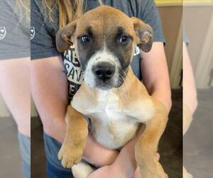 Boxador Dogs for adoption in Rockwall, TX, USA