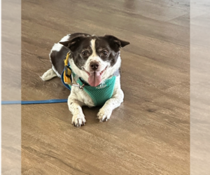 Chiweenie Dogs for adoption in Mundelein, IL, USA