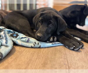 Labrador Retriever-Unknown Mix Dogs for adoption in Clovis, CA, USA