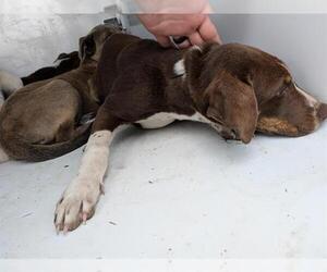 Labrador Retriever-Unknown Mix Dogs for adoption in Houston, TX, USA