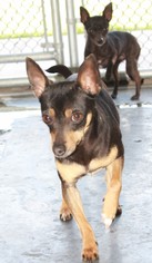 Miniature Pinscher-Unknown Mix Dogs for adoption in Danville, KY, USA
