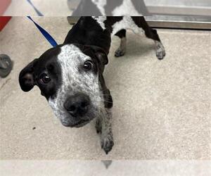 Mutt Dogs for adoption in Bakersfield, CA, USA