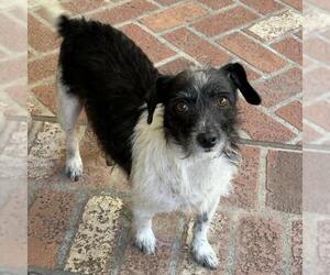 Jack Russell Terrier-Unknown Mix Dogs for adoption in San Diego, CA, USA