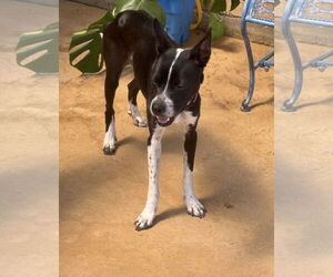 Mutt Dogs for adoption in Euless, TX, USA