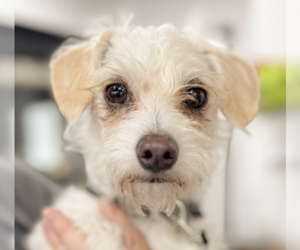 Rat Terrier-Unknown Mix Dogs for adoption in San Ramon, CA, USA