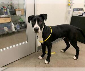 American Pit Bull Terrier-Great Dane Mix Dogs for adoption in Berkeley , CA, USA