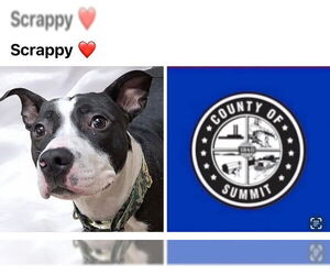 American Pit Bull Terrier-Unknown Mix Dogs for adoption in Akron, OH, USA