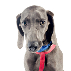 Weimaraner Dogs for adoption in St. Louis Park, MN, USA