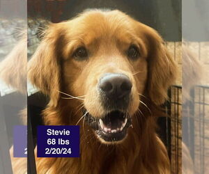 Medium Photo #3 Golden Retriever Puppy For Sale in West Hollywood, CA, USA