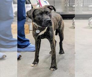 Plott Hound-Unknown Mix Dogs for adoption in Forestville, MD, USA