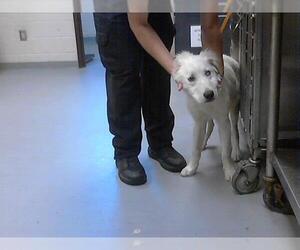 Great Pyrenees Dogs for adoption in Fayetteville, NC, USA
