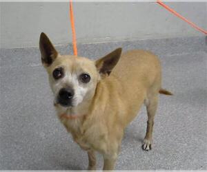 Chihuahua-Unknown Mix Dogs for adoption in Pasadena, TX, USA