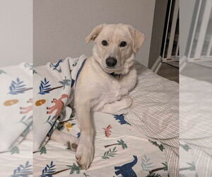 Mutt Dogs for adoption in House Springs, MO, USA