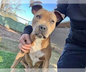 American Staffordshire Terrier Dogs for adoption in Tallahassee, FL, USA