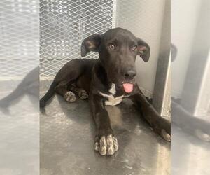 Labrador Retriever Dogs for adoption in Bakersfield, CA, USA