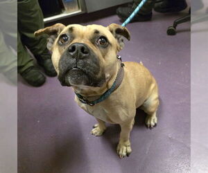 Staffordshire Bull Terrier Dogs for adoption in Long Beach, CA, USA