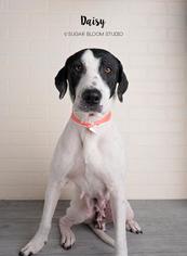 Lab-Pointer Dogs for adoption in Littleton, CO, USA
