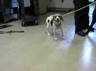 Beagle Dogs for adoption in Fayetteville, NC, USA