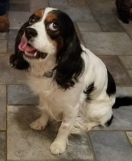 Cavalier King Charles Spaniel Dogs for adoption in Columbus, OH, USA