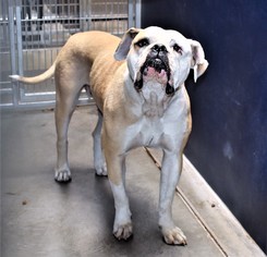 American Bulldog Dogs for adoption in San Jacinto, CA, USA