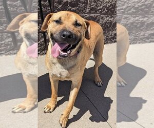 Labrador Retriever-Unknown Mix Dogs for adoption in White Bluff, TN, USA