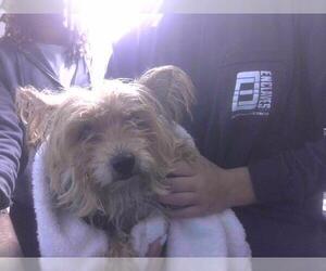 Mutt Dogs for adoption in Tallahassee, FL, USA