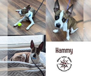 Boston Terrier Dogs for adoption in Princeton, British Columbia, Canada