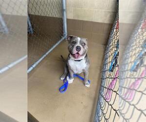 American Pit Bull Terrier-Bulldog Mix Dogs for adoption in Chula Vista, CA, USA