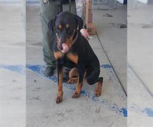 Doberman Pinscher Dogs for adoption in Bakersfield, CA, USA