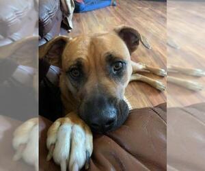 Labrador Retriever-Unknown Mix Dogs for adoption in Albertville, MN, USA