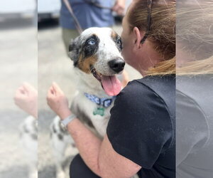 Australian Shepherd-Unknown Mix Dogs for adoption in Houston, TX, USA