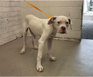 Bulloxer Dogs for adoption in San Bernardino, CA, USA