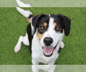 Labrador Retriever-Unknown Mix Dogs for adoption in Chestertown, MD, USA