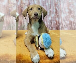 Medium Photo #1 Mutt Puppy For Sale in Wetumpka, AL, USA