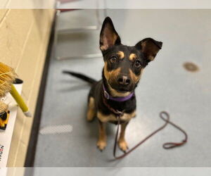 Shollie Dogs for adoption in Denver, CO, USA