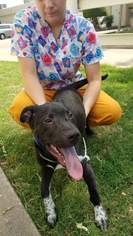 Lab-Pointer Dogs for adoption in Lawton, OK, USA