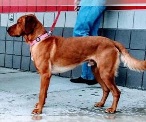 Mutt Dogs for adoption in Millville, UT, USA