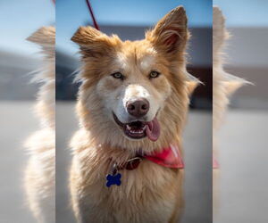 Australian Shepherd-Unknown Mix Dogs for adoption in Newport Beach, CA, USA
