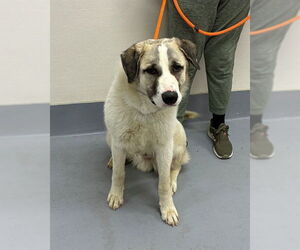 Great Pyrenees Dogs for adoption in Louisville, KY, USA