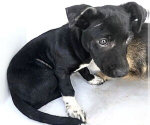 Labrador Retriever-Unknown Mix Dogs for adoption in Houston, TX, USA