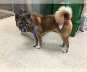 Akita Dogs for adoption in Riverside, CA, USA
