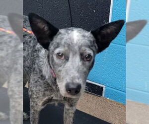 Mutt Dogs for adoption in Canton, CT, USA