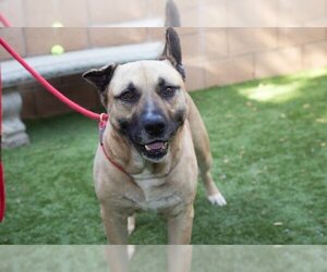 German Shepherd Dog-Mastiff Mix Dogs for adoption in Moreno Valley, CA, USA
