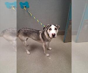 Siberian Husky-Unknown Mix Dogs for adoption in Las Vegas, NV, USA