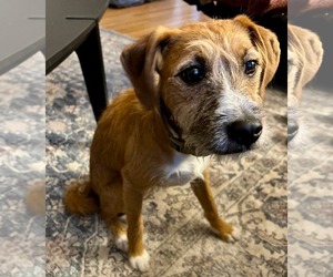 Mutt Dogs for adoption in Germantown, OH, USA