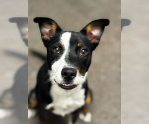 Border Collie-Unknown Mix Dogs for adoption in Lake Forest, CA, USA